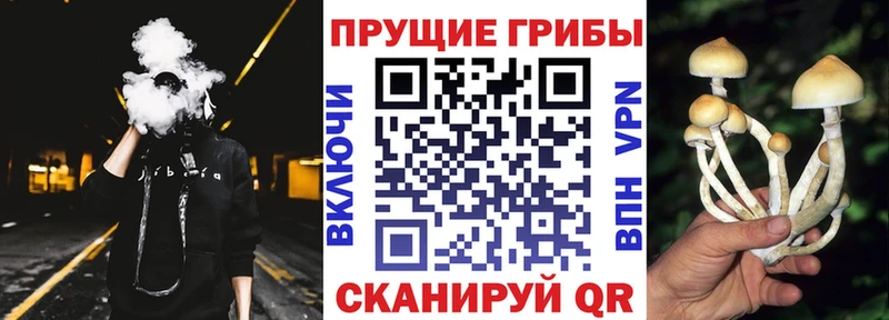 цены наркотик  Пучеж  Псилоцибиновые грибы прущие грибы 